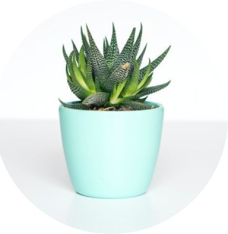 ყველა განცხადებები